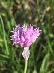 Allium geyeri
