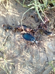 Carabus catenulatus