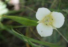 Calochortus apiculatus