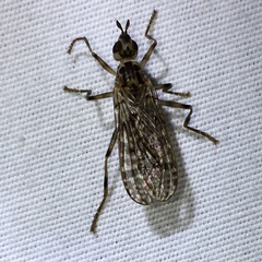 Boreothrinax maculipennis