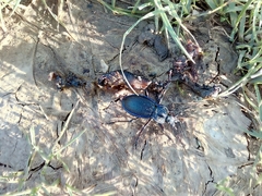 Carabus catenulatus