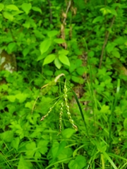 Carex gracillima