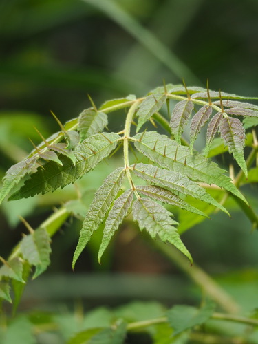 Image of Aralia decaisneana by no rights reserved