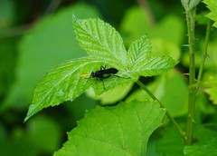 Gnamptopelta obsidianator