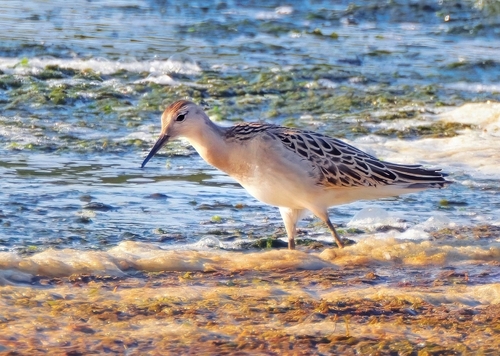 Combatiente (Calidris pugnax)