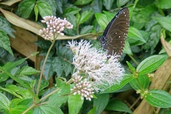 Eupatorium shimadae