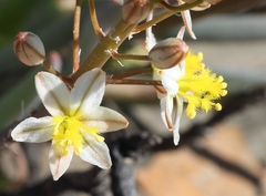 Bulbine triebneri