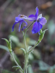 Delphinium bicolor