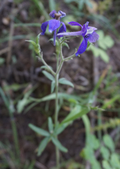 Delphinium bicolor