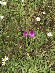 Anacamptis pyramidalis