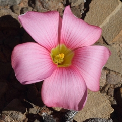 Oxalis convexula