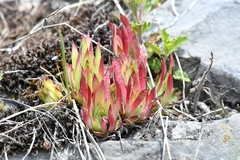 Sempervivum tectorum