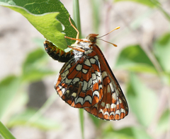 Euphydryas