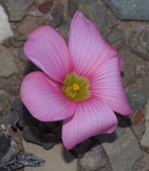 Oxalis convexula