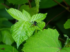 Gnamptopelta obsidianator