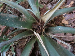 Neoregelia tristis, photograph Victor Farjalla Pontes, CC BY, iNaturalist via GBIF