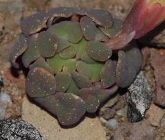 Oxalis convexula