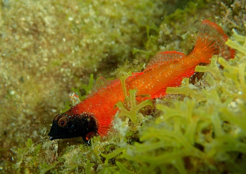 Red-black Triplefin, photo 7 of 7