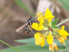 Pyropteron chrysidiforme