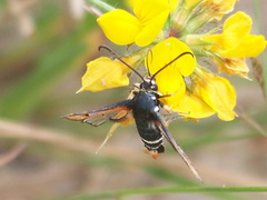 Pyropteron chrysidiforme