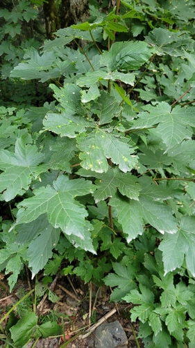 Image of Acer heldreichii by (c) Pavel Smirnov, some rights reserved (CC BY)