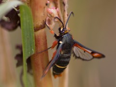 Pyropteron chrysidiforme