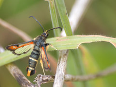 Pyropteron chrysidiforme