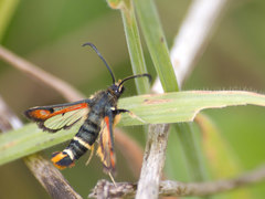 Pyropteron chrysidiforme