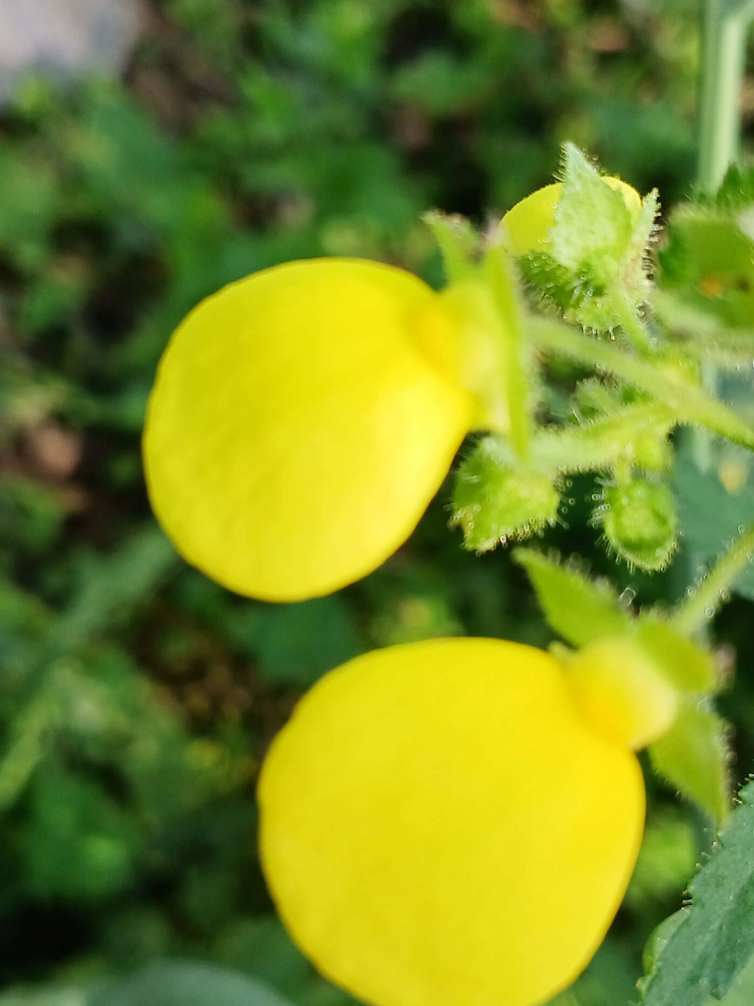 Calceolaria tripartita