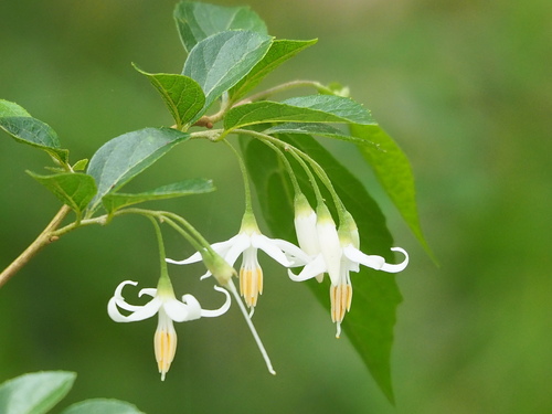 Image of Styrax formosanus by no rights reserved