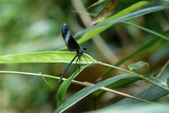 Psolodesmus mandarinus mandarinus