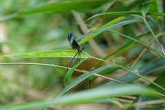 Psolodesmus mandarinus mandarinus