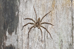 Heteropoda longipes