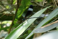Psolodesmus mandarinus mandarinus