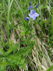 Veronica krylovii