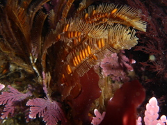 Aglaophenia latirostris