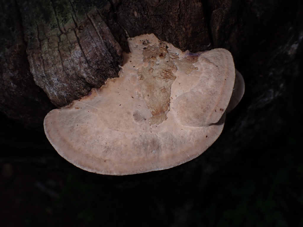 Fomitopsis dickinsii · July 2024 · photo: © sus_scrofa (iNaturalist, cc-by)
