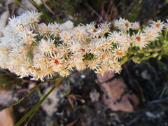 Dolichothrix ericoides