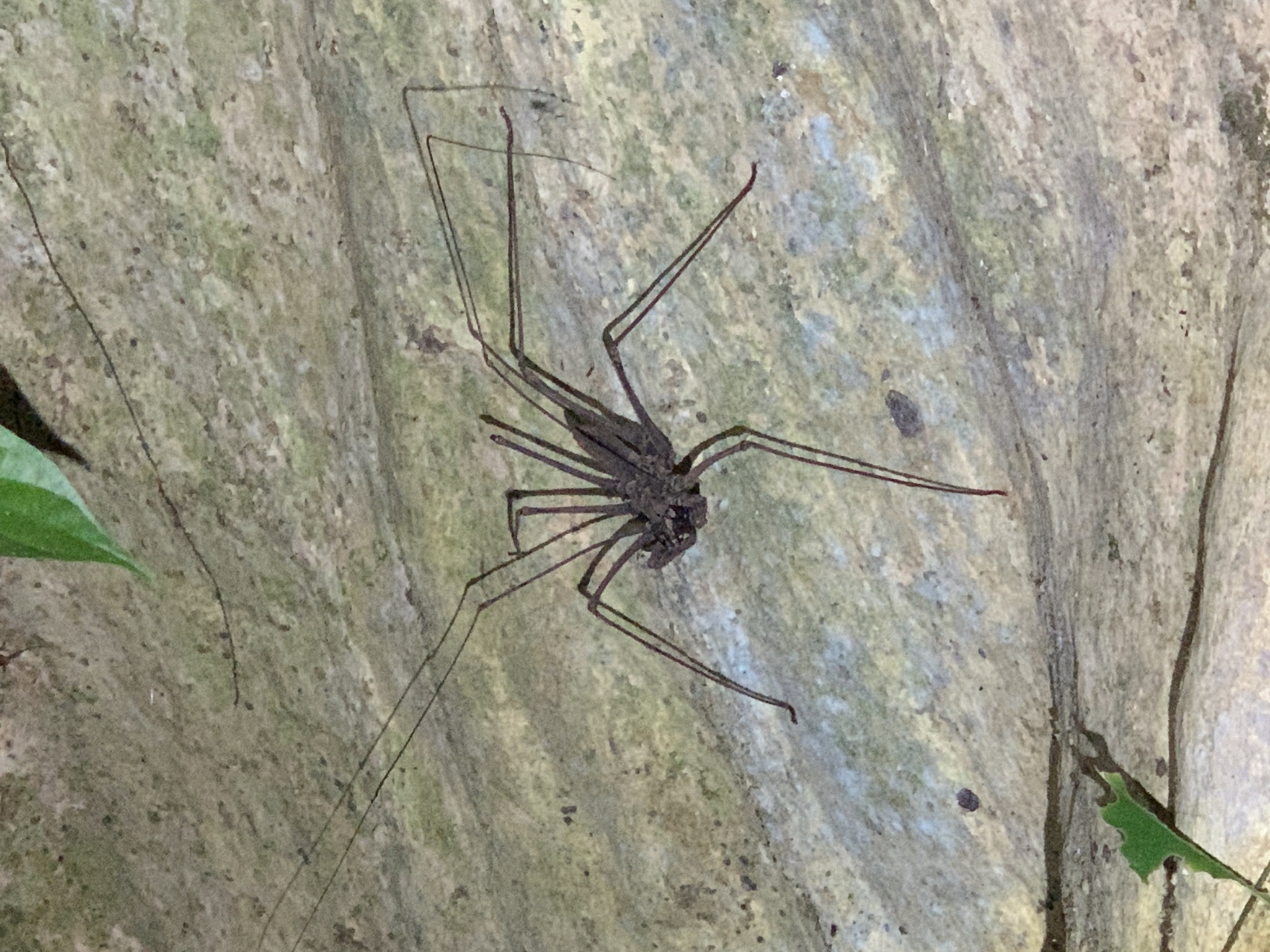 Heterophrynus batesii (Butler, 1873)