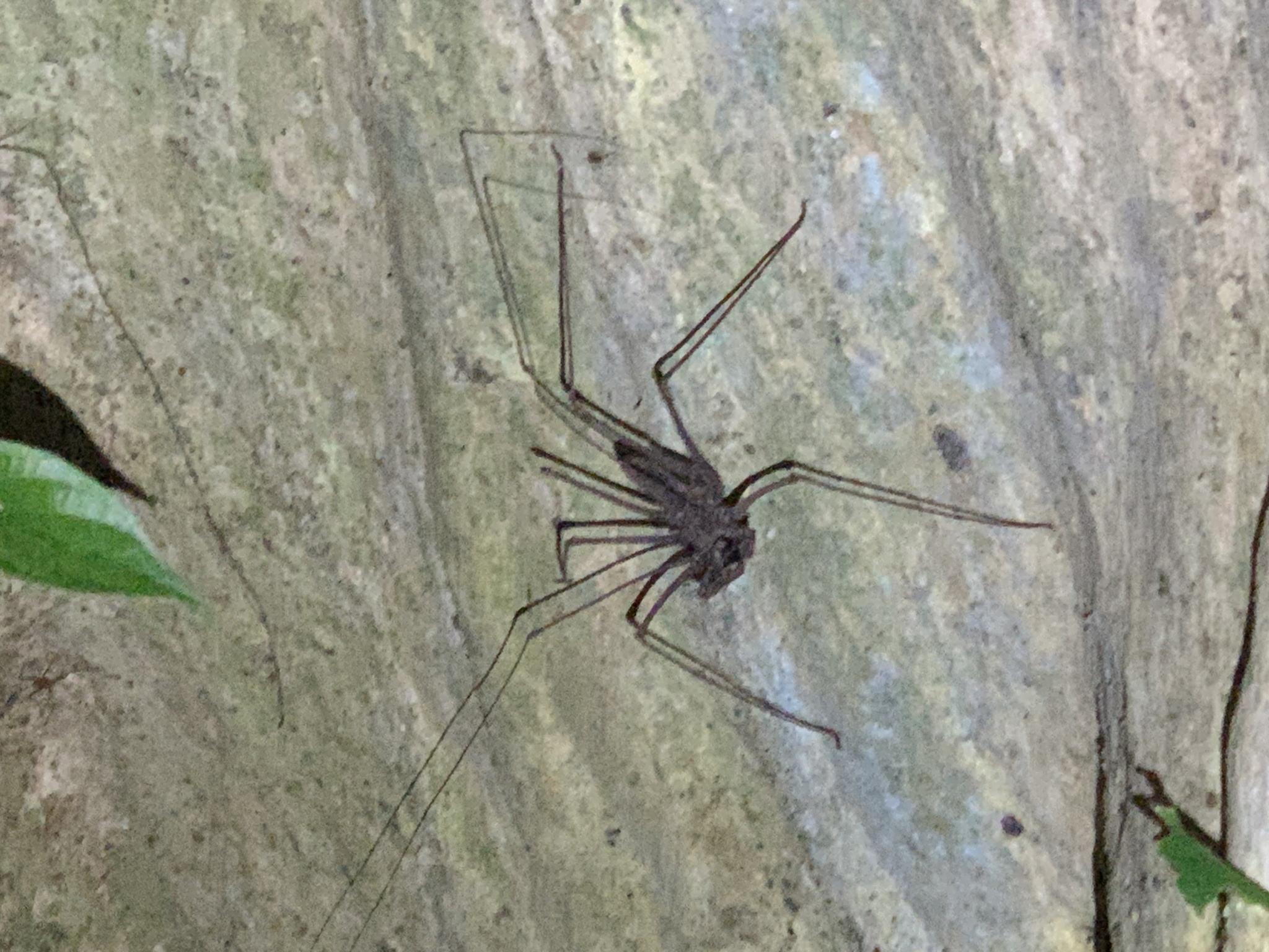 Heterophrynus batesii (Butler, 1873)