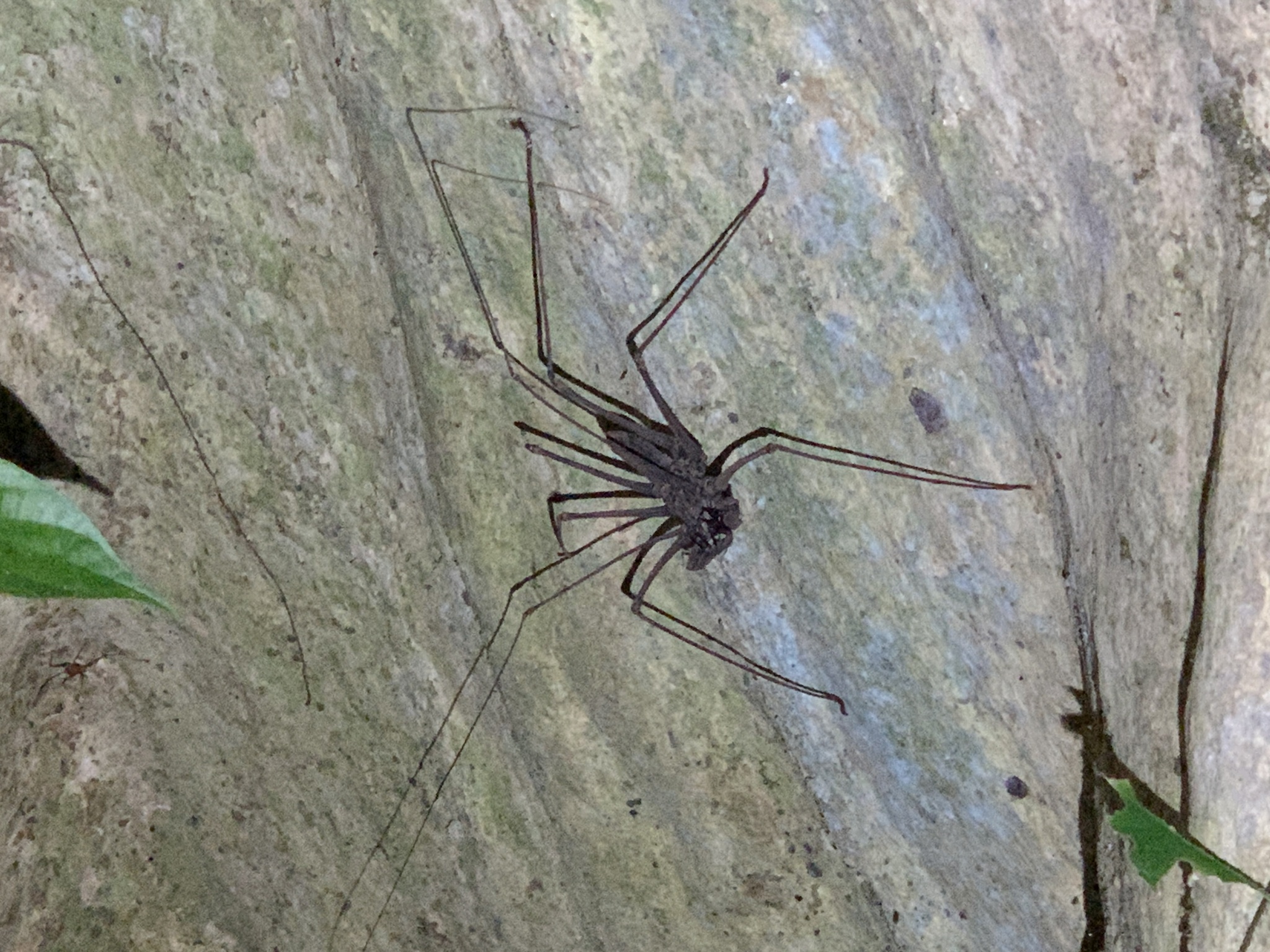 Heterophrynus batesii (Butler, 1873)
