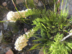 Dolichothrix ericoides