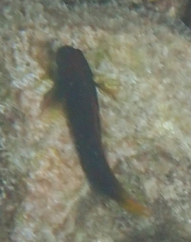 Filamentous blenny