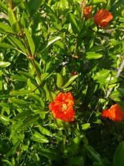 Punica granatum