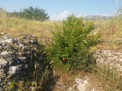 Punica granatum