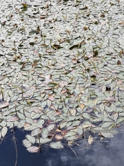 Potamogeton natans
