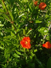 Punica granatum