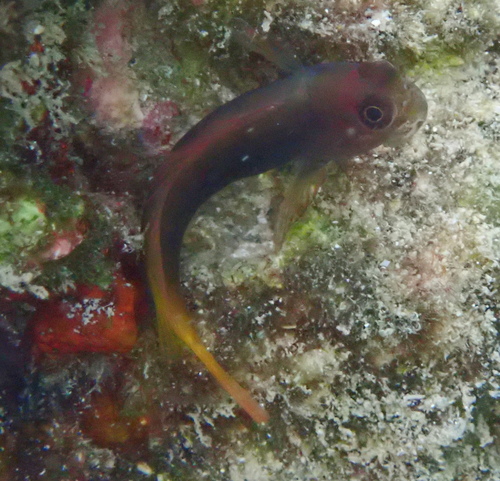 Filamentous blenny (Cirripectes filamentosus) — Blenniidae
