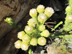 Phylica nigromontana