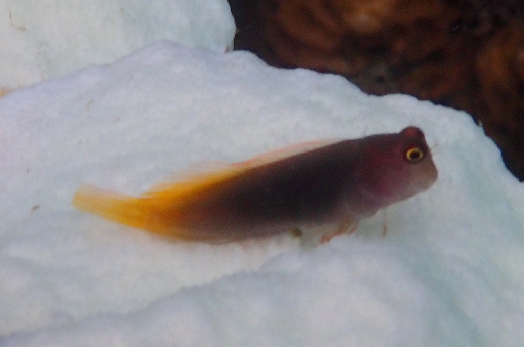 Filamentous blenny